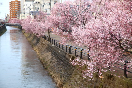 小彼岸桜