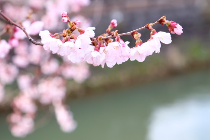 綺麗な色の桜