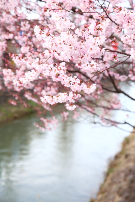 小彼岸桜