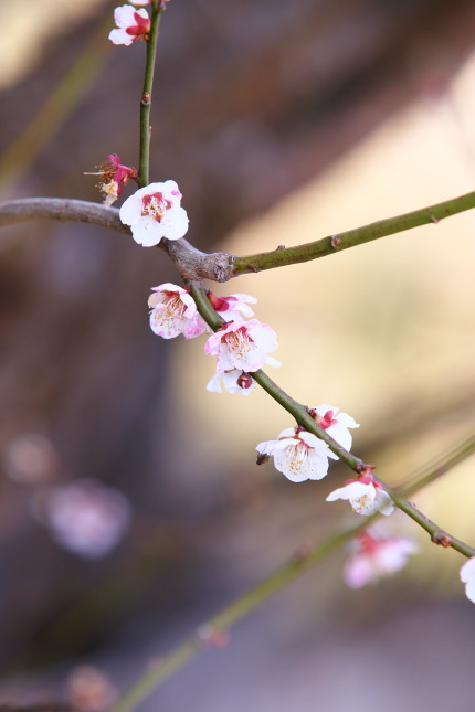 梅の花