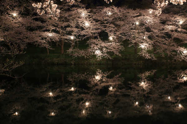 水鏡の染井吉野