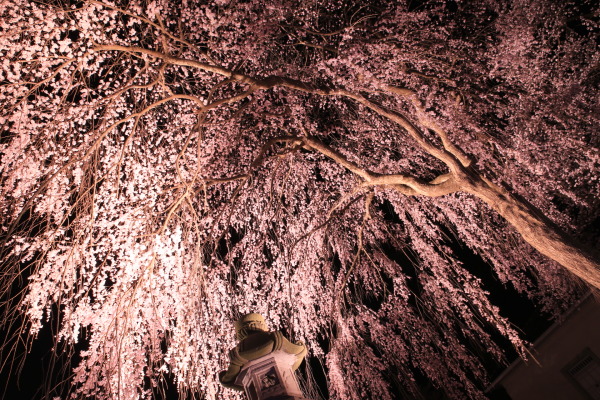 忠霊塔前の枝垂れ桜