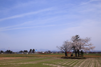 染井吉野