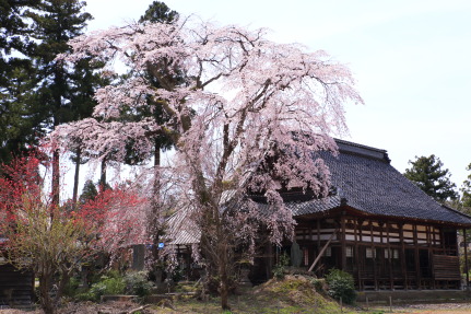 日朝寺の枝垂れ桜