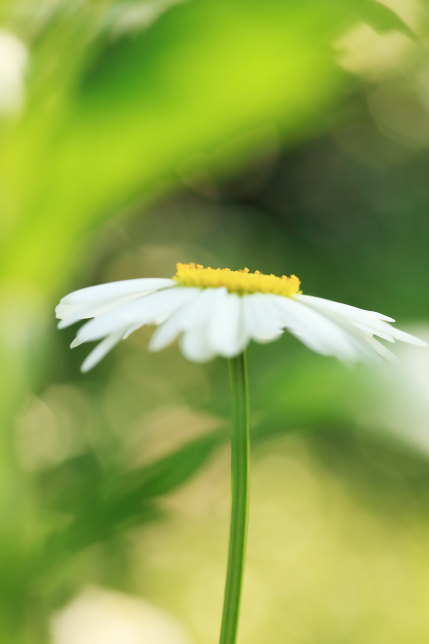 フランス菊