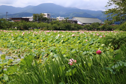 蓮の花