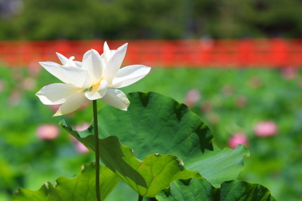 鉢植えに入った色んな蓮の花