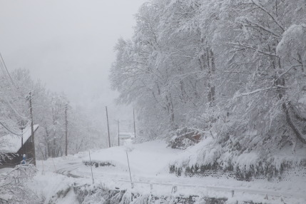 雪をまとったばかりの林