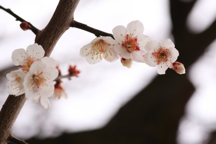 梅の花