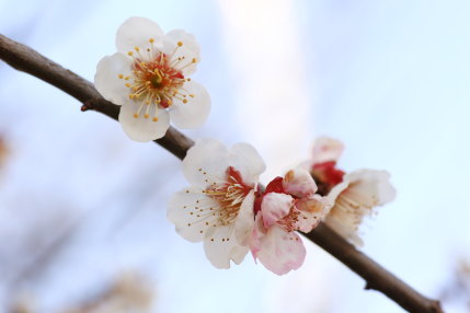 梅の花の撮影