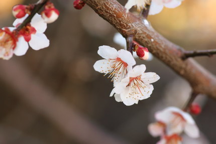 梅の花