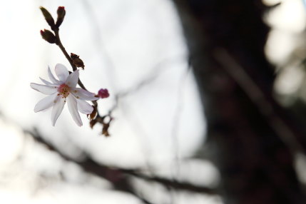 十月桜