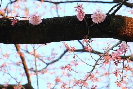 咲いている桜