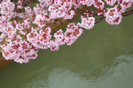 小彼岸桜