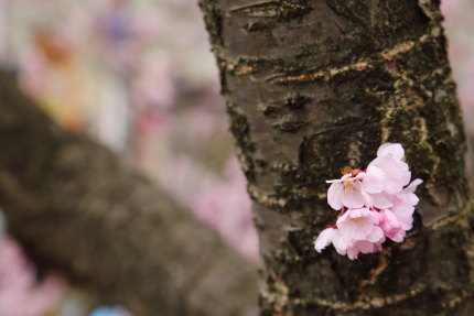 ピンク色の綺麗な花