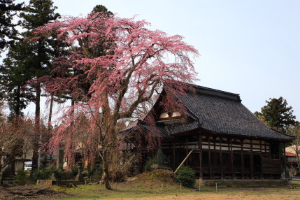 日朝寺の枝垂れ桜