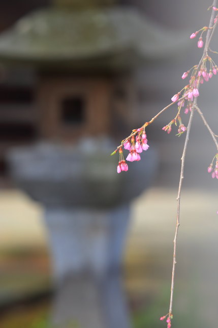 お寺の建物とのコンビネーション