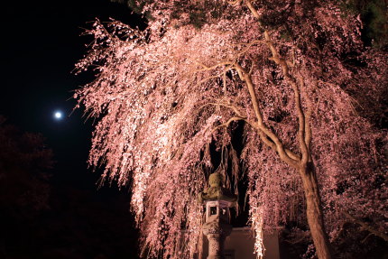 忠霊塔前の枝垂れ桜と月