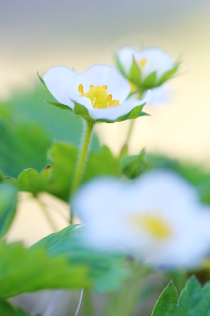 いちごの花