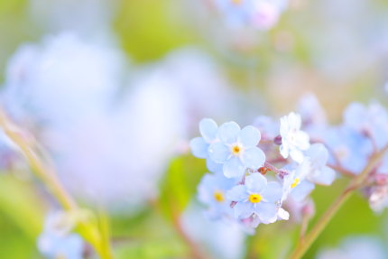 強くて長持ちする花