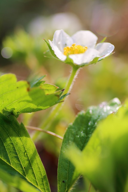 毎年花を咲かせ