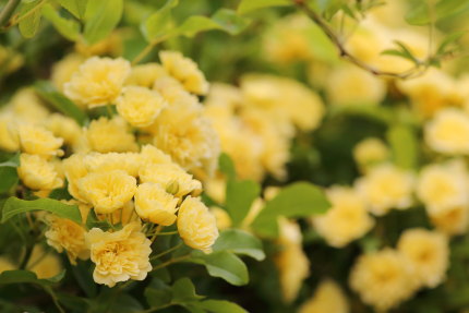 木香薔薇
