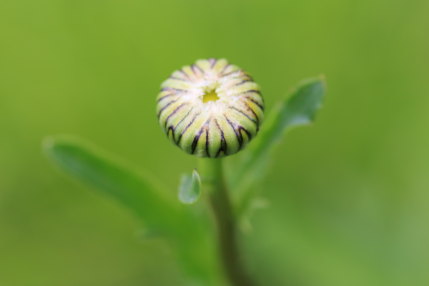 仏蘭西菊の蕾