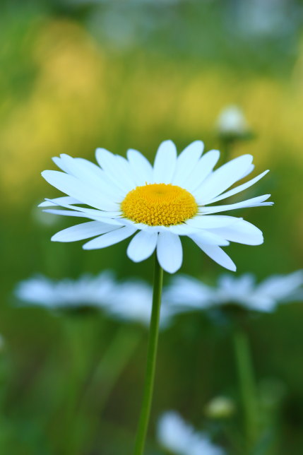 仏蘭西菊