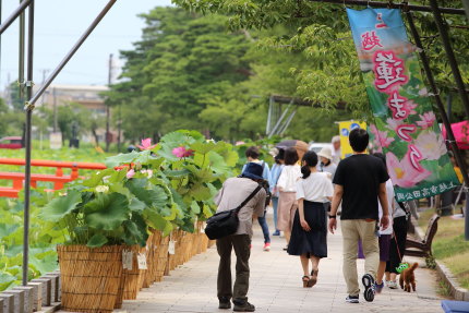 大勢の方が蓮の花を見に来ていました