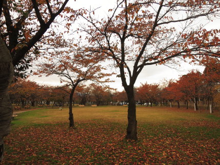 高田公園の紅葉