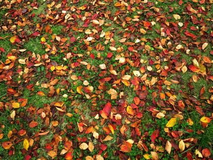 芝生に落ちた紅葉