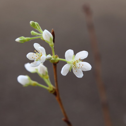 開花