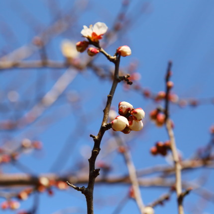 咲き始めた梅の花