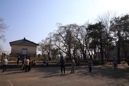 沢山の人が高田公園を訪れていました