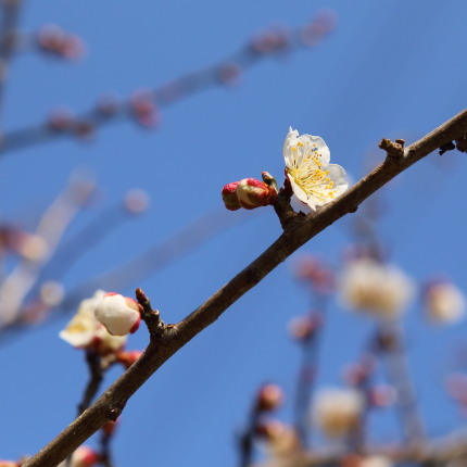 綺麗な花