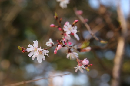 十月桜