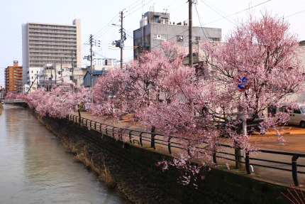 儀明川の小彼岸桜