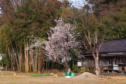 小彼岸桜や梅