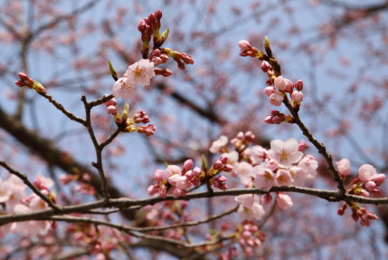 早咲きの桜