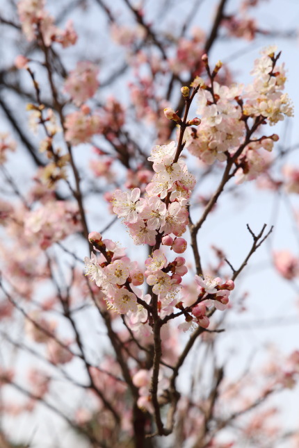 染井吉野とは違う種類の桜