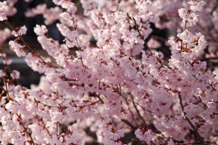 たくさんの花が咲きました