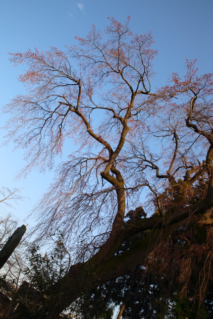 青空にピンクの花を咲かせるのはいつか？