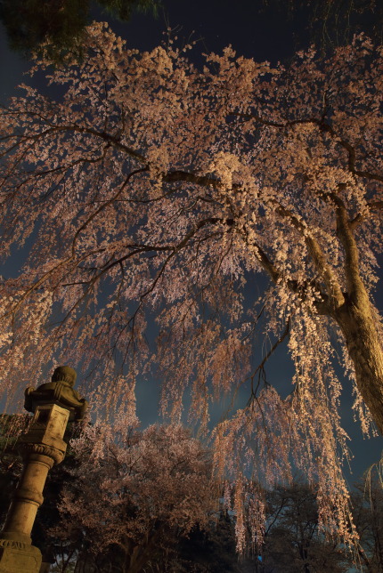 忠霊塔前の枝垂れ桜