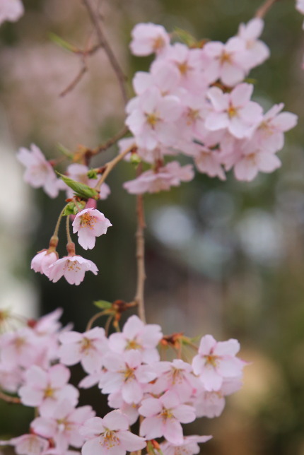 小さな花がたくさん咲いています