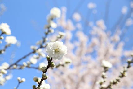 桃の花