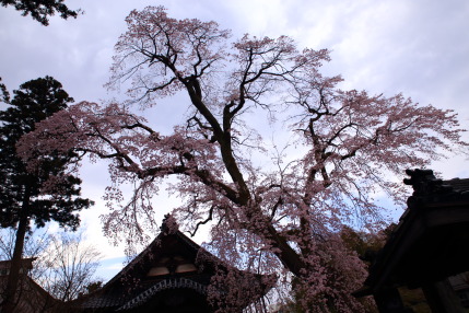 日朝寺の枝垂れ桜