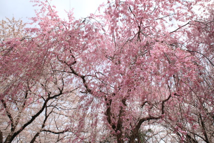 八重枝垂れ桜