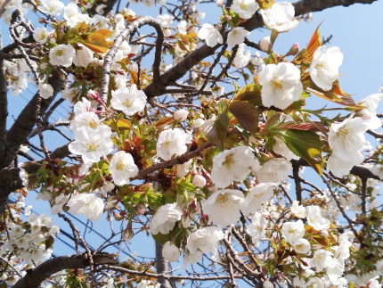 大島桜と思われる花