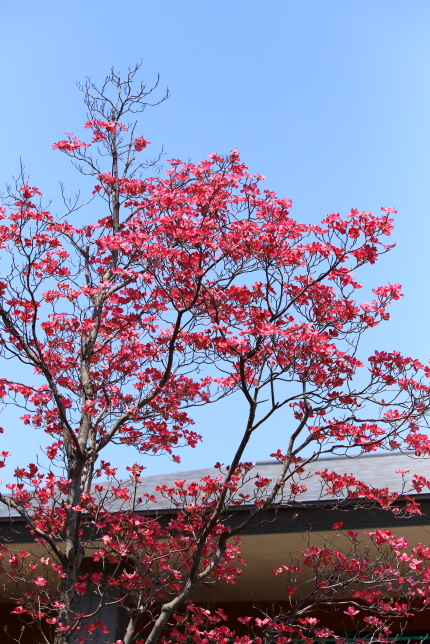 ピンクの花水木