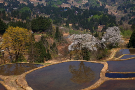 儀明の棚田